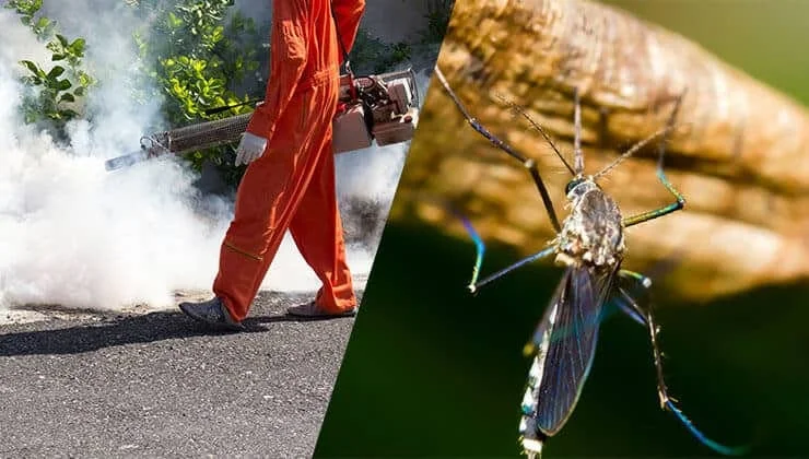 Mosquito Pest Control